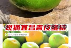 青桔视频,探索青春记忆，重温美好时光