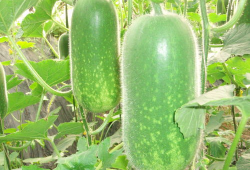 911红领巾吃瓜爆料今日大瓜