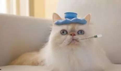 娱乐吃瓜菌猫猫